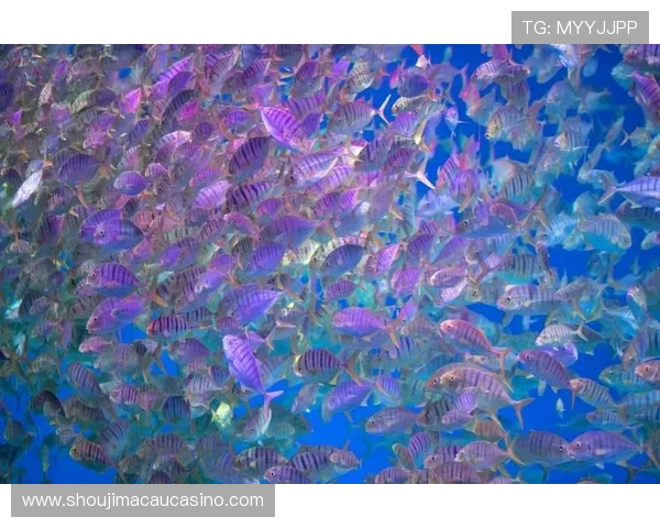 海洋之神百家乐：结合海底奇观设计的独特视觉效果与互动体验